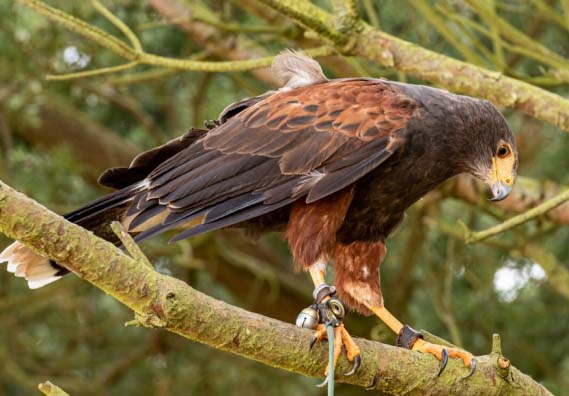 the scottish countryman falconry